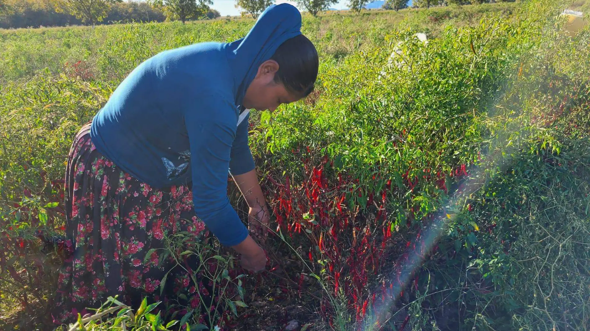 cultivo de chile